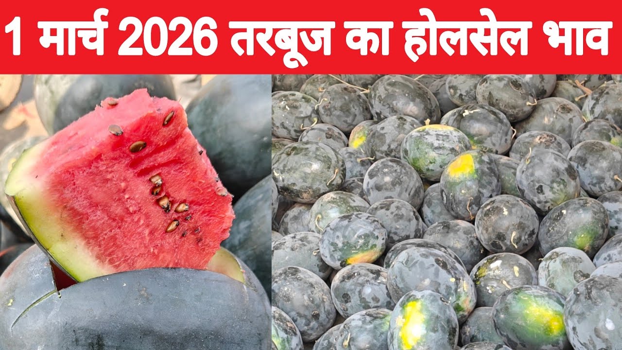 तरबूज का थोक भाव | Summer fruit |Today watermelon price | Summer fruit very cheapest price #mandi