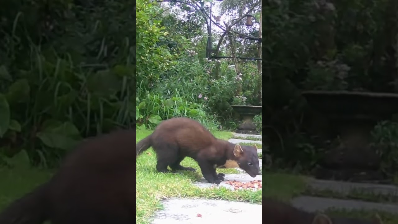 Pine Marten visits for breakfast! #wildlife #nature #ireland #pinemarten #shortswithcamilla