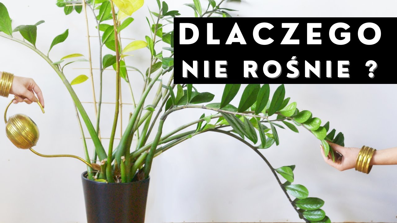 Dlaczego ZAMIOKULKAS nie rośnie, nie wytwarza nowych pędów ?