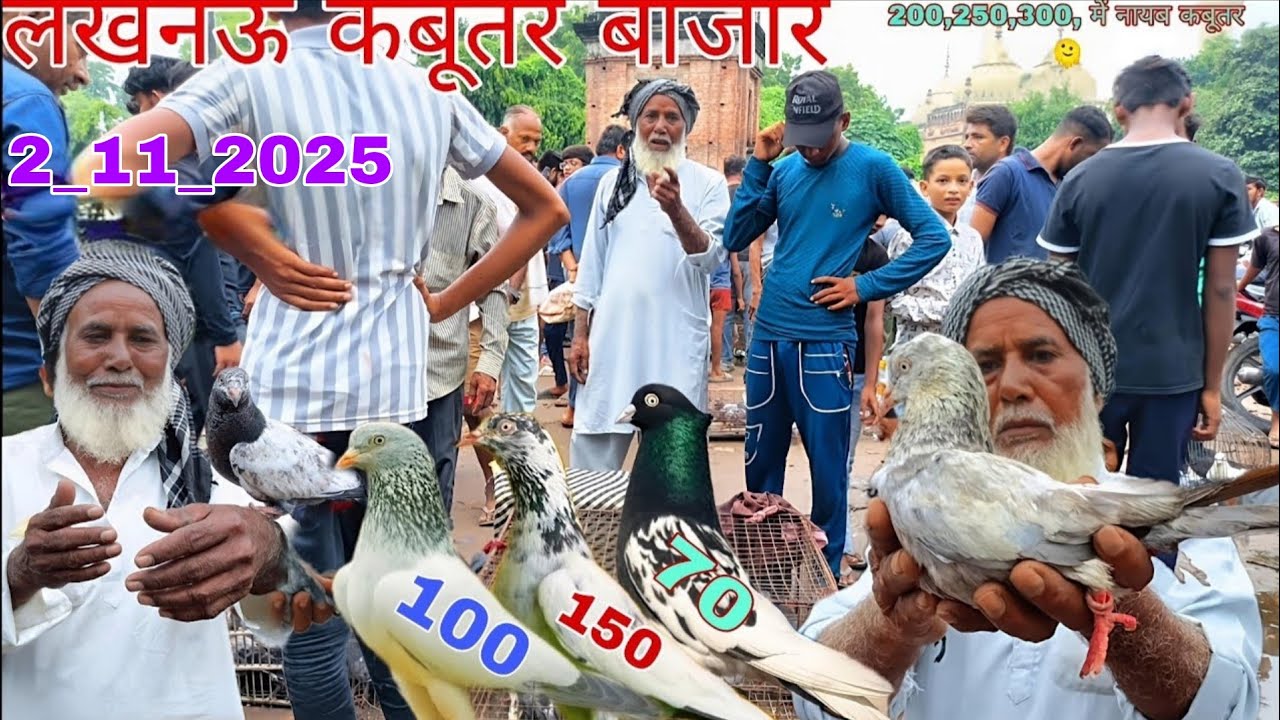लखनऊ कबूतर बाजार 🫠2 _11_25 Lucknow Kabutar Market New Video, 100/150/200/में नायब कबूतर 🫠 