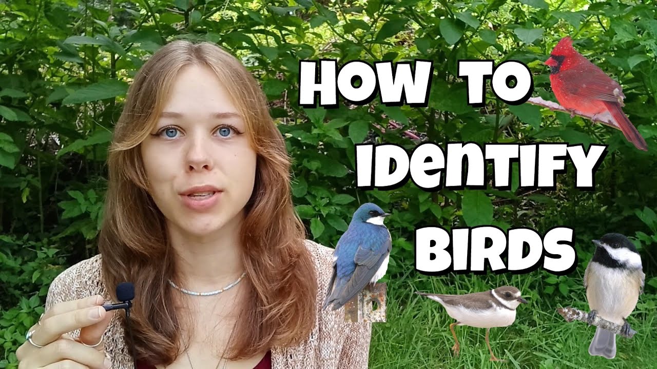 How to Identify Birds (the WINGS Method)