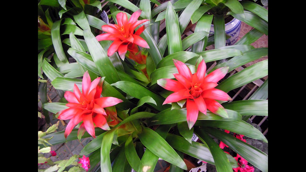Cómo cultivar Bromelias (Dr. Matta) - TvAgro por Juan Gonzalo Angel