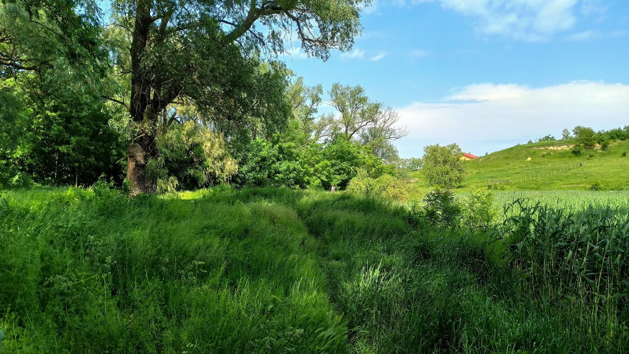 Spring Bird Sounds in the Countryside | Relaxing Nature Sounds