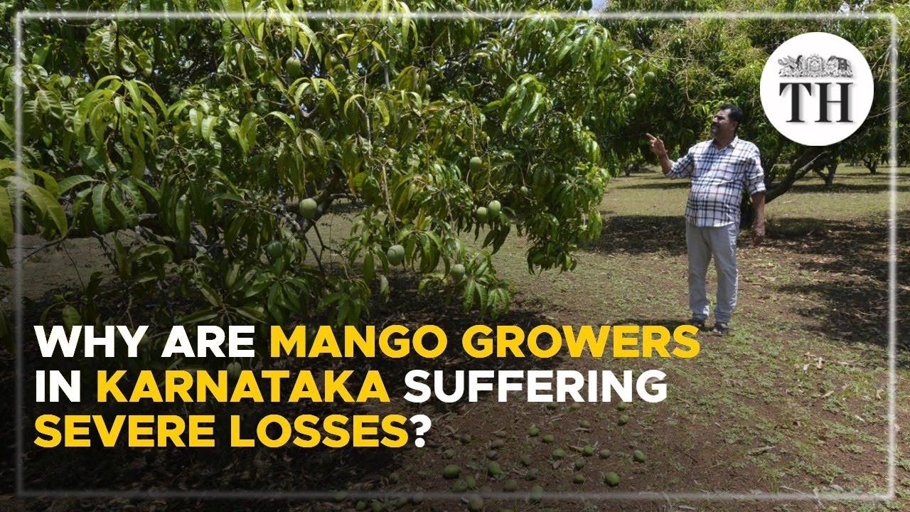 Why are mango growers in Karnataka suffering severe losses? | The Hindu
