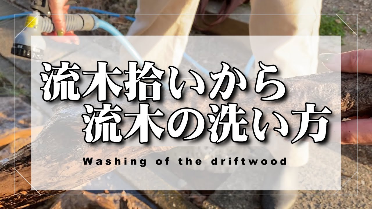 流木拾い＆流木の洗い方【DIY 和紙でハンドメイドランプ　流木ライト　手作りあかり教室 PaperMoon 】Washing of the driftwood