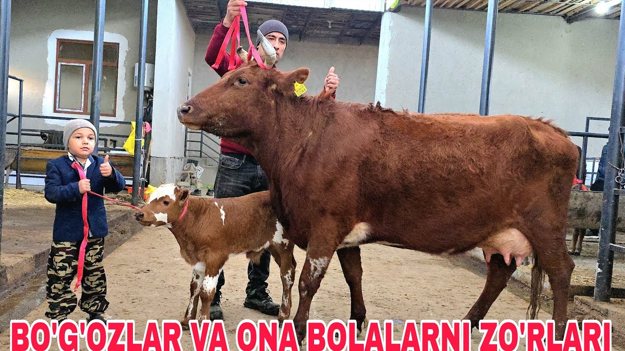 Ramziddin akadan yangi partiya yetuk bo'g'ozlar va ona bola sigirlarni zo'rlaridan 7 марта 2026 г.