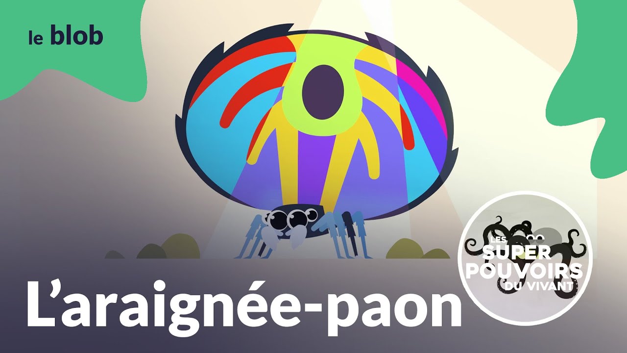 L’araignée-paon, la samba velue | Les super-pouvoirs du vivant