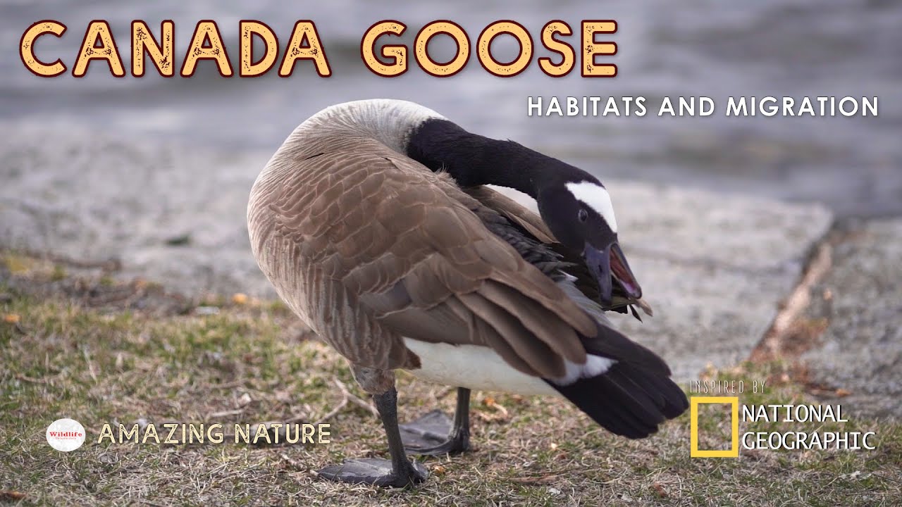 Call of Canada Goose - Habitats And Migrations - Amazing Close Up Shots