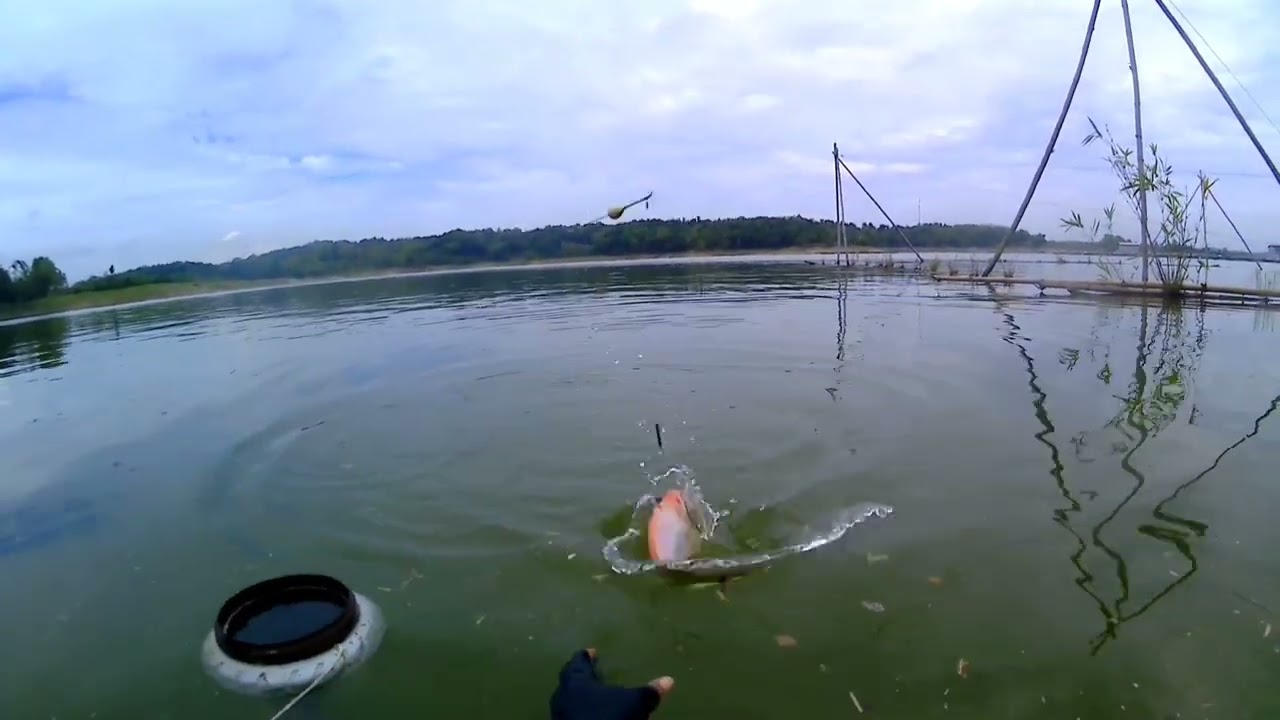 Musim Hujan Mulai Tiba ikan Makan Di Pinggiran...