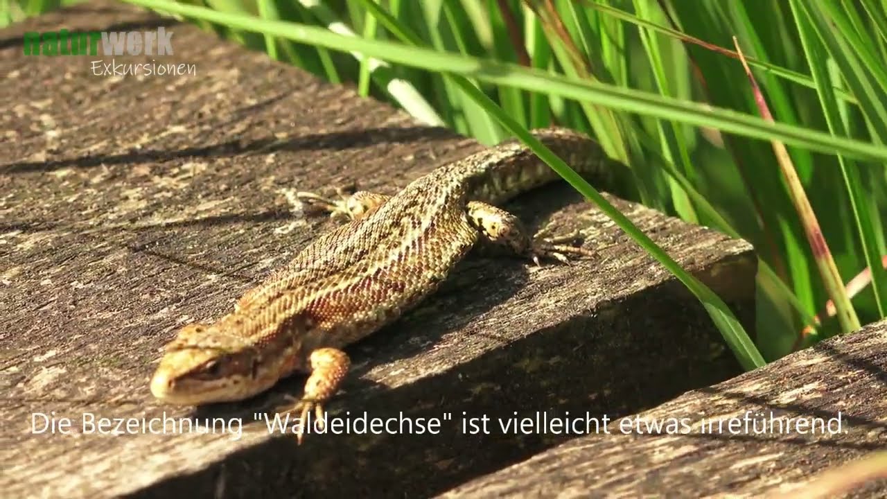 Waldeidechse I Zootoca Vivipara I Common Lizard I Lagarto del Bosque I Lezard Vivipare