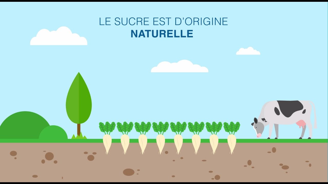 De la betterave au sucre, le procédé sucrier