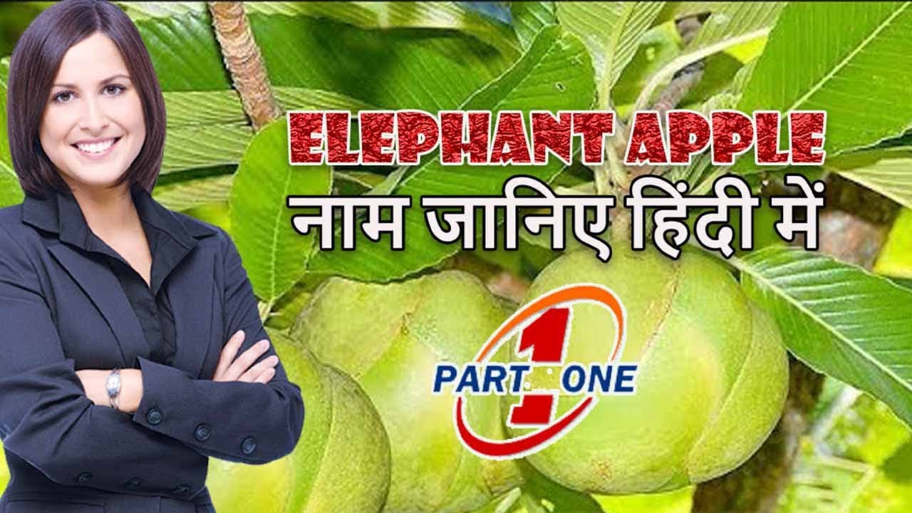 elephant apple | name in hindi | Dillenia indica | Chulta