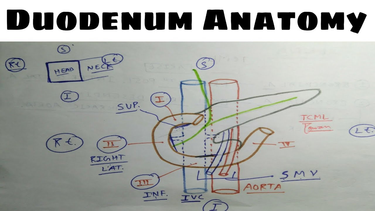 Duodenum Anatomy - 3, Relation ( 2nd Part ) | TCML