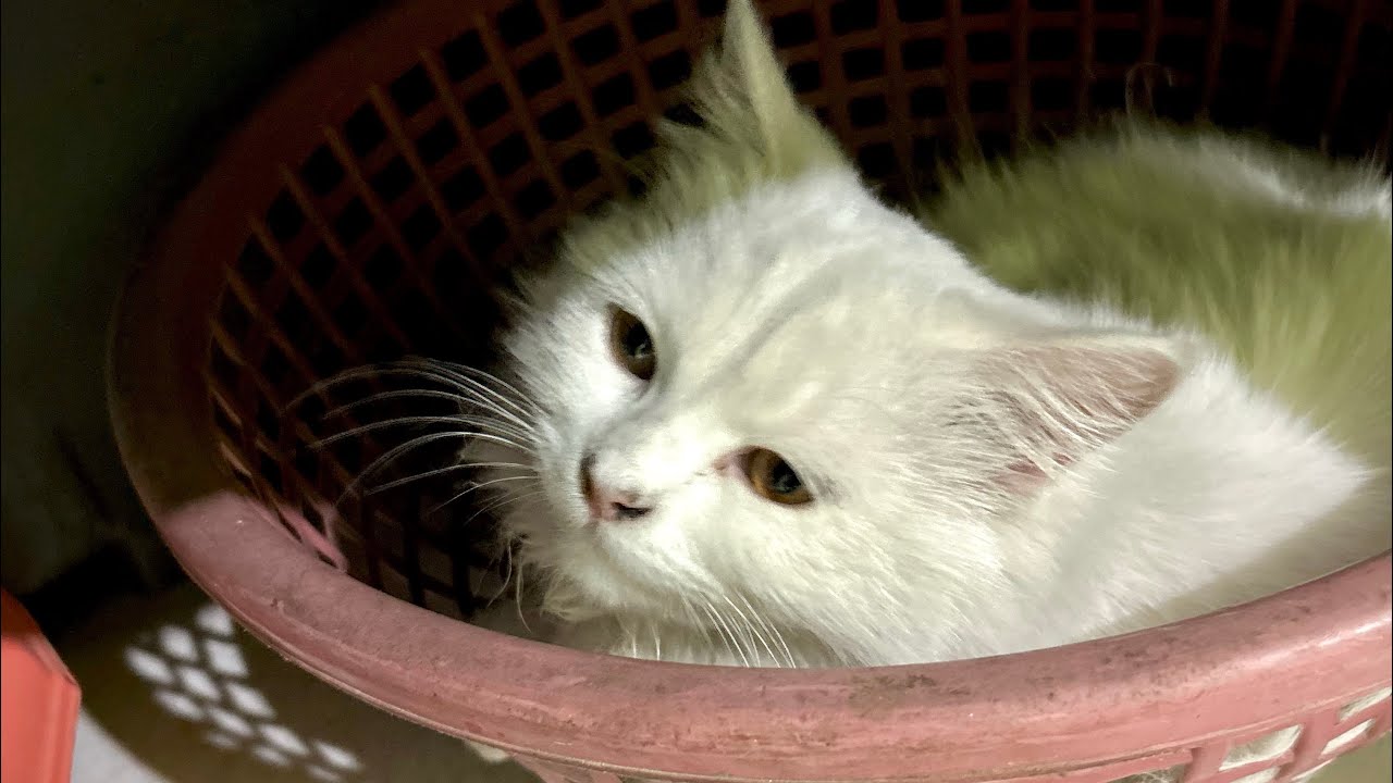 Daily Live Cat !! ❤️🥰🙈 #kitten #cat 