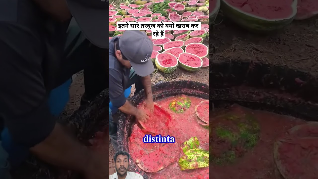 Why Are So Many Watermelons Being Destroyed? 🍉😱 Real Reason #WatermelonFarming #FarmReality #Viral