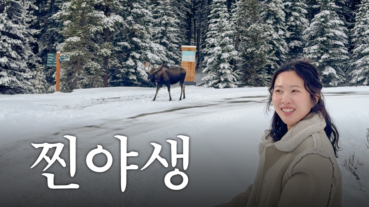 🇨🇦자동차만한 무스를 본적이 있니...? 캐나다 재스퍼, 밴프여행🍁