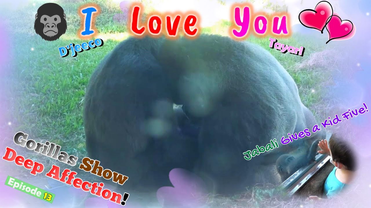 The Tenderest Silverback Loves His Wife and Son Affectionately!