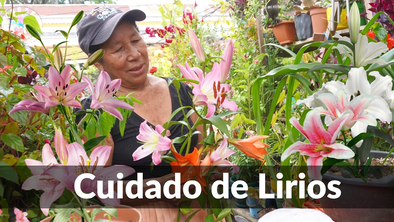 EL MEJOR metodo PARA MANTER lindos tus LIRIOS - ABONO Y CUIDADO PARA LIRIOS