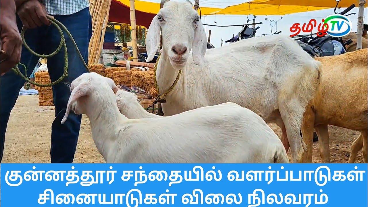 குன்னத்தூர் ஆட்டுச் சந்தையில் வளர்ப்பு குட்டிகள் மற்றும் சினை ஆடுகள் விற்பனை விலை நிலவரம்
