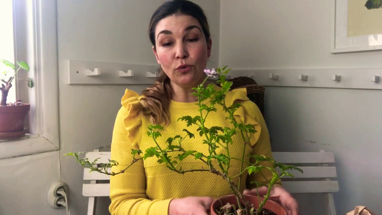 Då vet du att det är dags ! Krukväxter plantera om beskär ta sticklingar från pelargoner