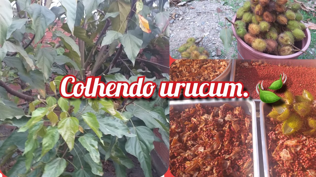 🏡COMO SECAR, DESCASCAR E GUARDAR SEMENTES DE URUCUM. ( COLORAU)