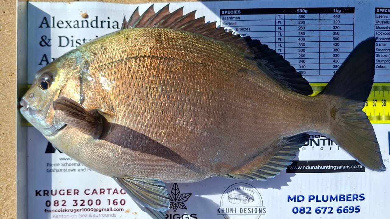 Fishing Cannon Rocks for bronze bream (bluefish), blacktails. Eastern Cape, South Africa.