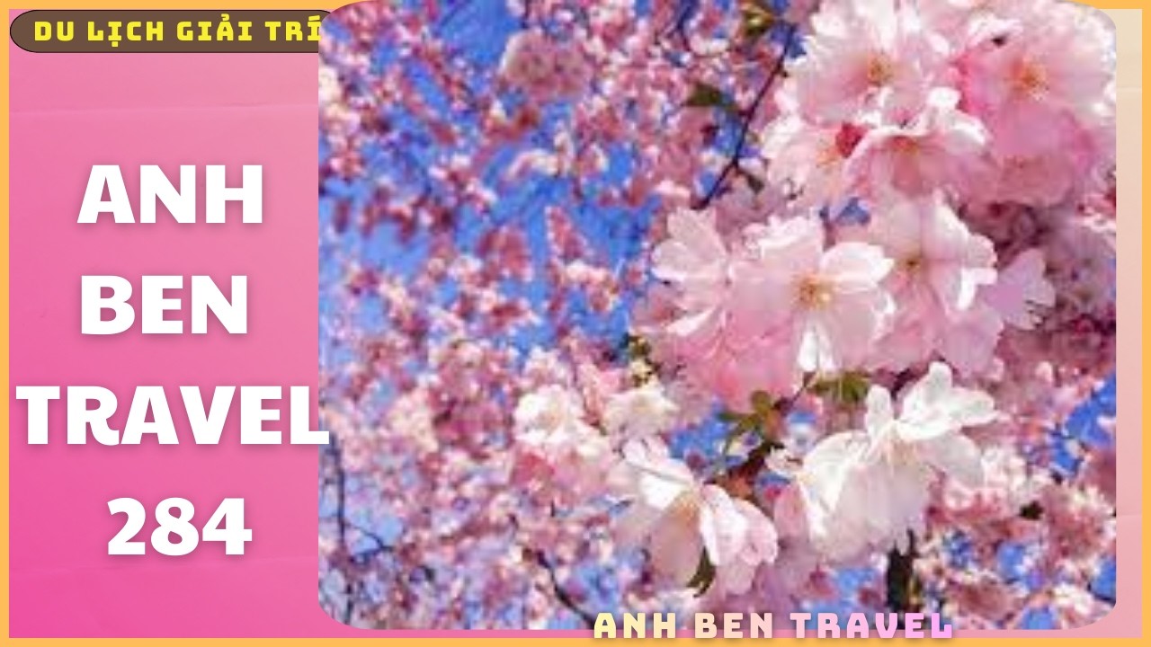 Anh Ben Travel Số 284 - Mê Mẫn Với Hình Ảnh Hoa Anh Đào Nở Rực Khắp Nơi