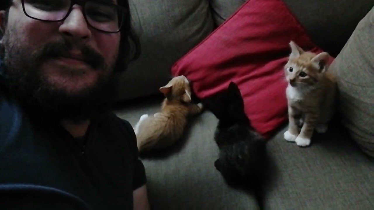 Jugando con los mishis - (21/12/2023)