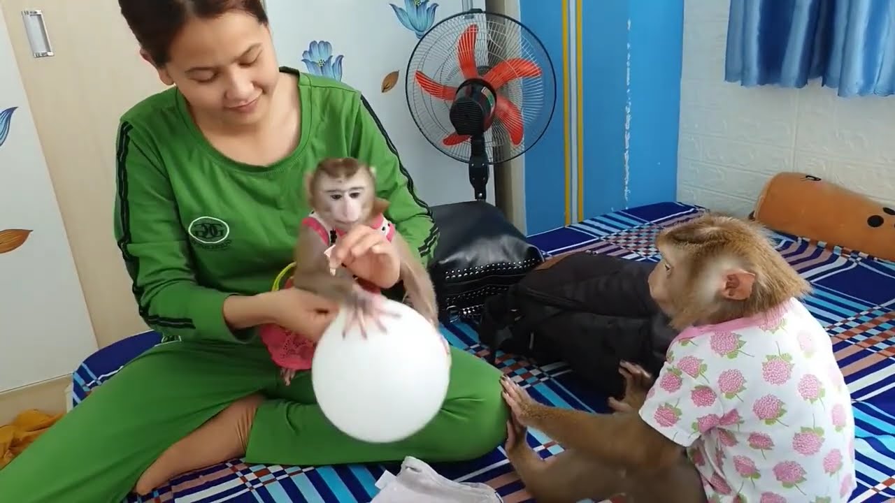 Monkey Baby Nui & Poni 2025   Nui farewell, Boni flipped