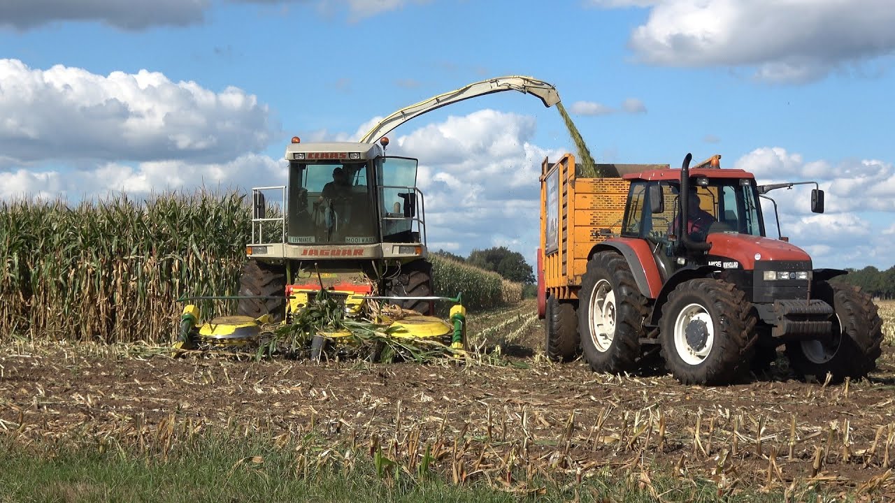 Mais hakselen door Loonbedrijf Mollink met Claas Jaguar 860, 2 Claas en 1 New Holland trekker (2022)