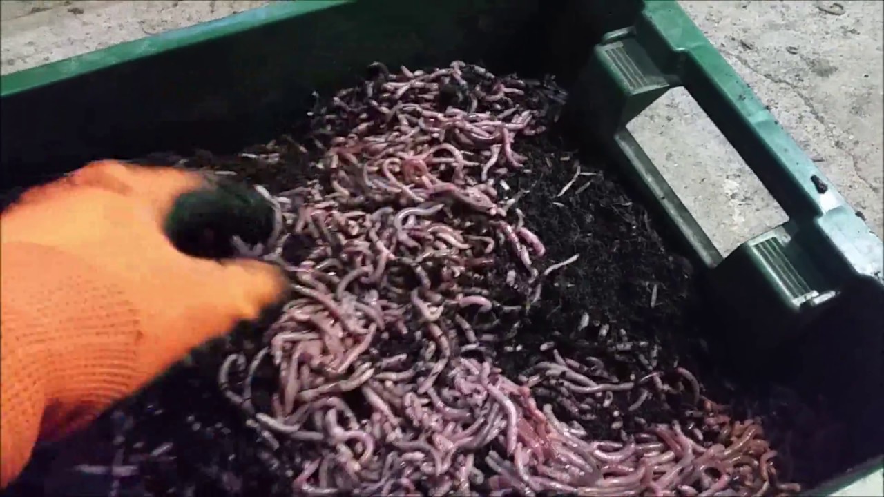 Червь на продажу. Какой размер?!Dendrobaena Veneta.