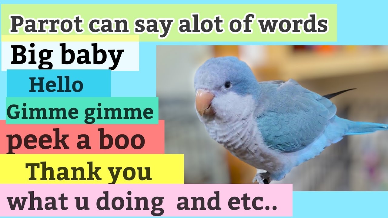 4 Months Old Quaker Parrot Talking | Quaking Sounds | Monk Parakeet Saying Peek a Boo