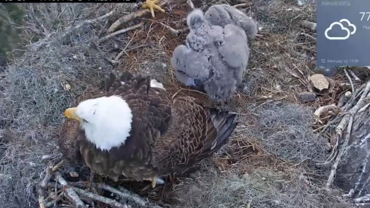 Big eaglet bonk small eaglet and eat the whole fish | Kisatchie National Forest E-1 | Feb 20, 26