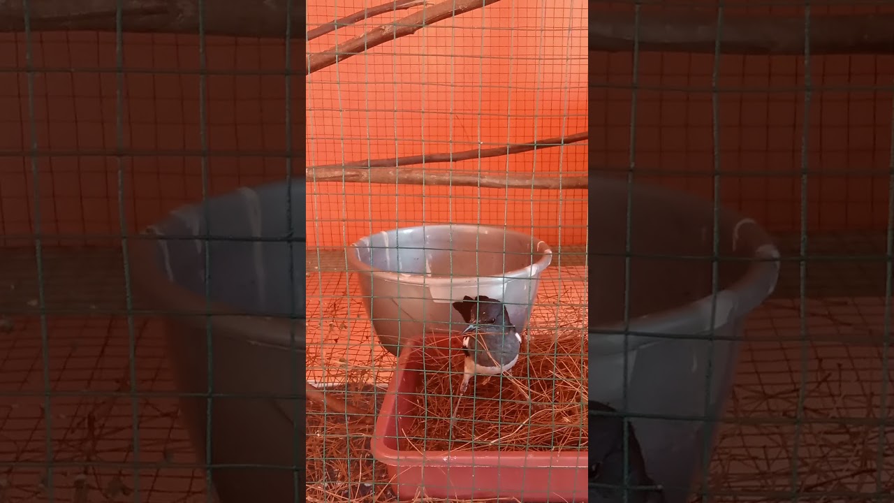 Ciri-ciri burung kacer betina ingin bertelur.