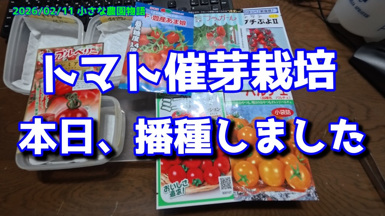 【ミニトマト】トマトの催芽栽培　本日、播種しました　2026/02/11