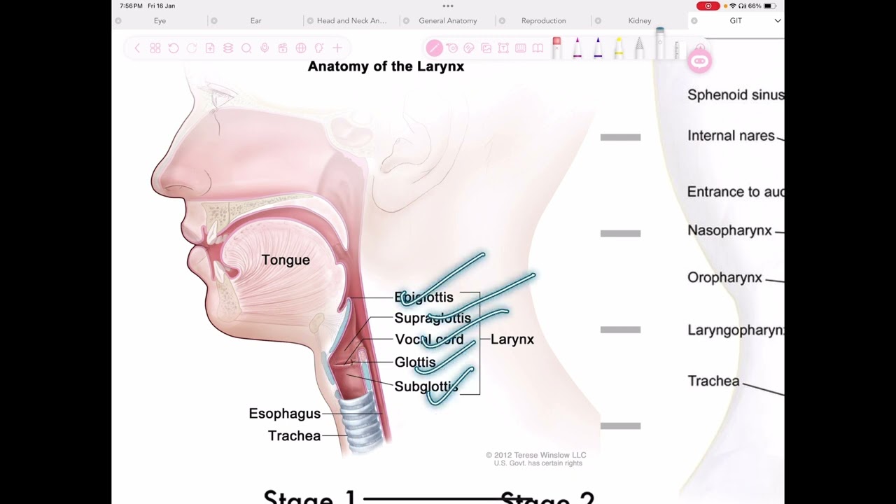 Stages of swallowing 
