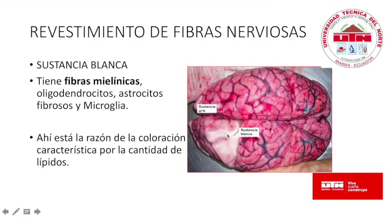 Revestimiento de las Fibras nerviosas Doctor Dou