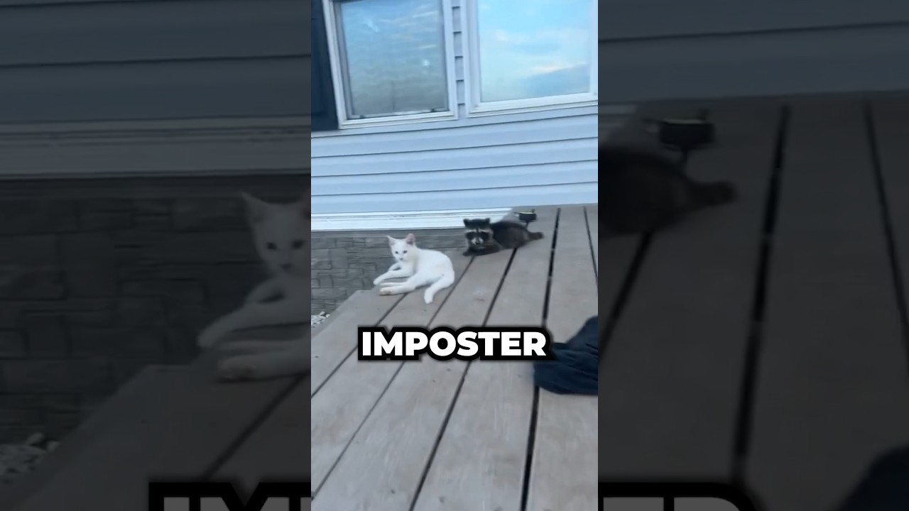 Imposter among kittens #kittens #imposter #shorts