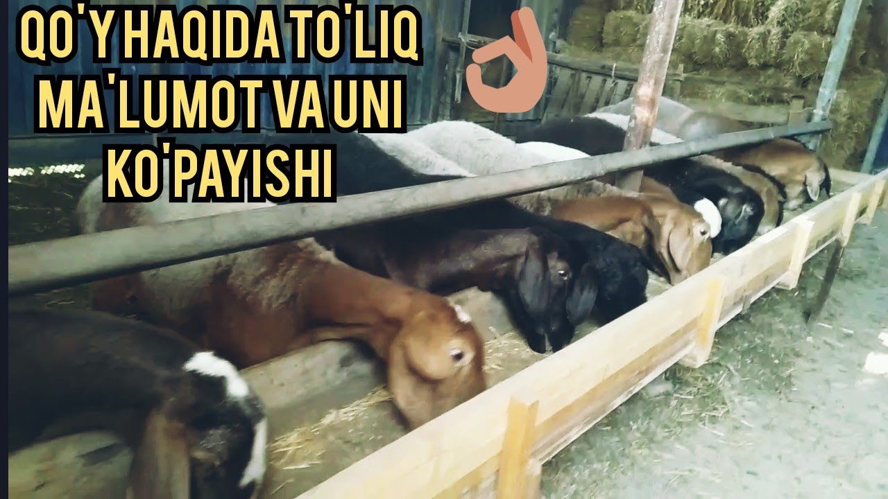 QO'Y BOQISH VA KO'PAYISHI HAQIDA TO'LIQ MA'LUMOT