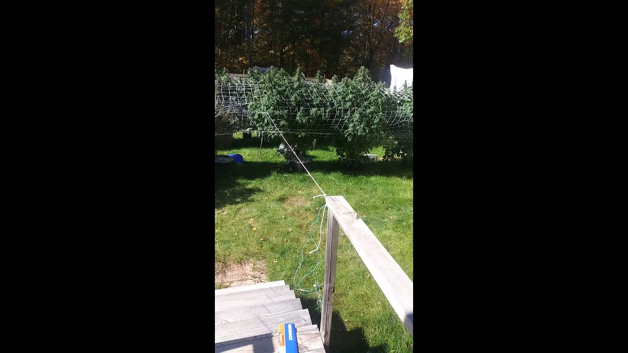 Michigan outdoor marijuana grow 2018. part 1