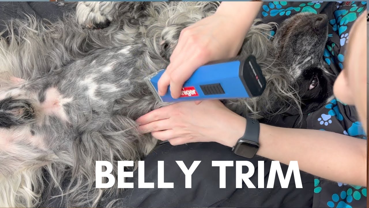 BELLY TRIM | THE BASICS | DOG GROOMING
