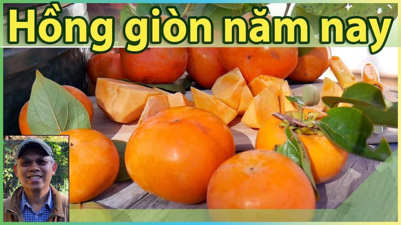 Hồng giòn năm nay