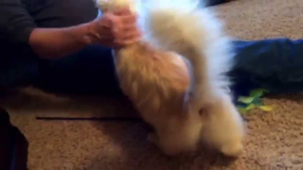 Nelson Flame Point Ragdoll