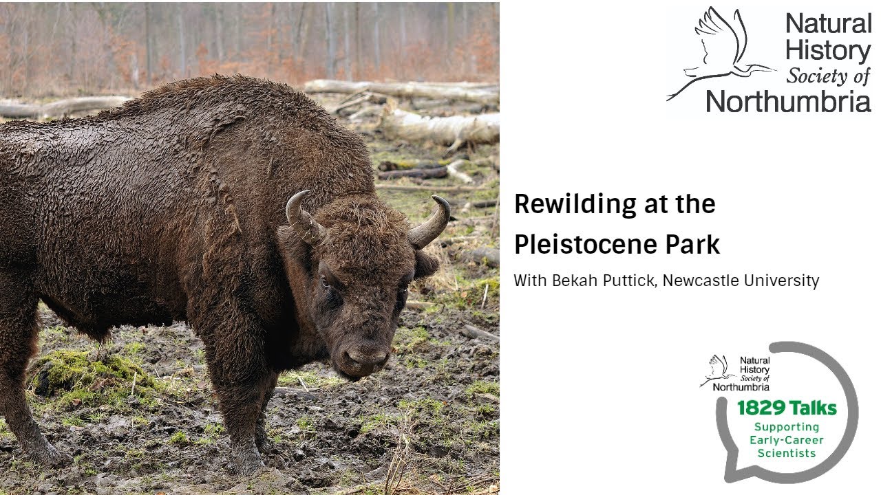 Rewilding at the Pleistocene Park