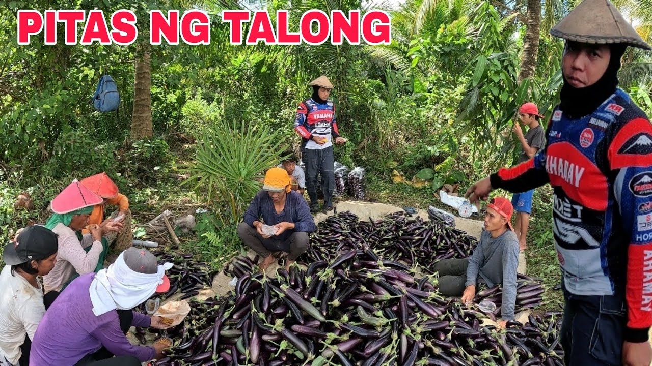 Sabay sabay ang pitas ng gulay Talong at mga hinog na papaya