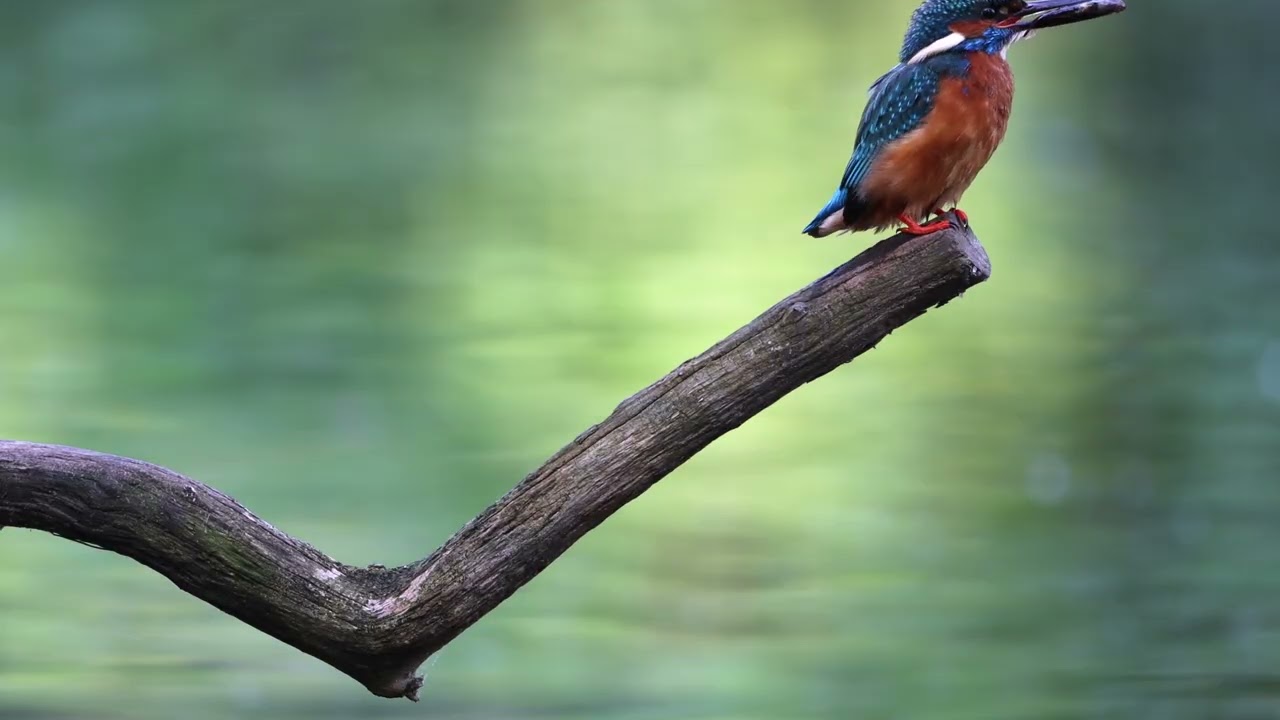 moeder en zoon ijsvogel 22mei