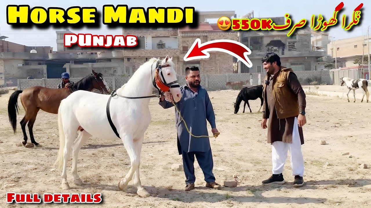 Horse Mandi In Pakistan | Kanja Horse Mandi Punjab | Hafta War Mandi Gujrat | Nukra Horse For Sale 