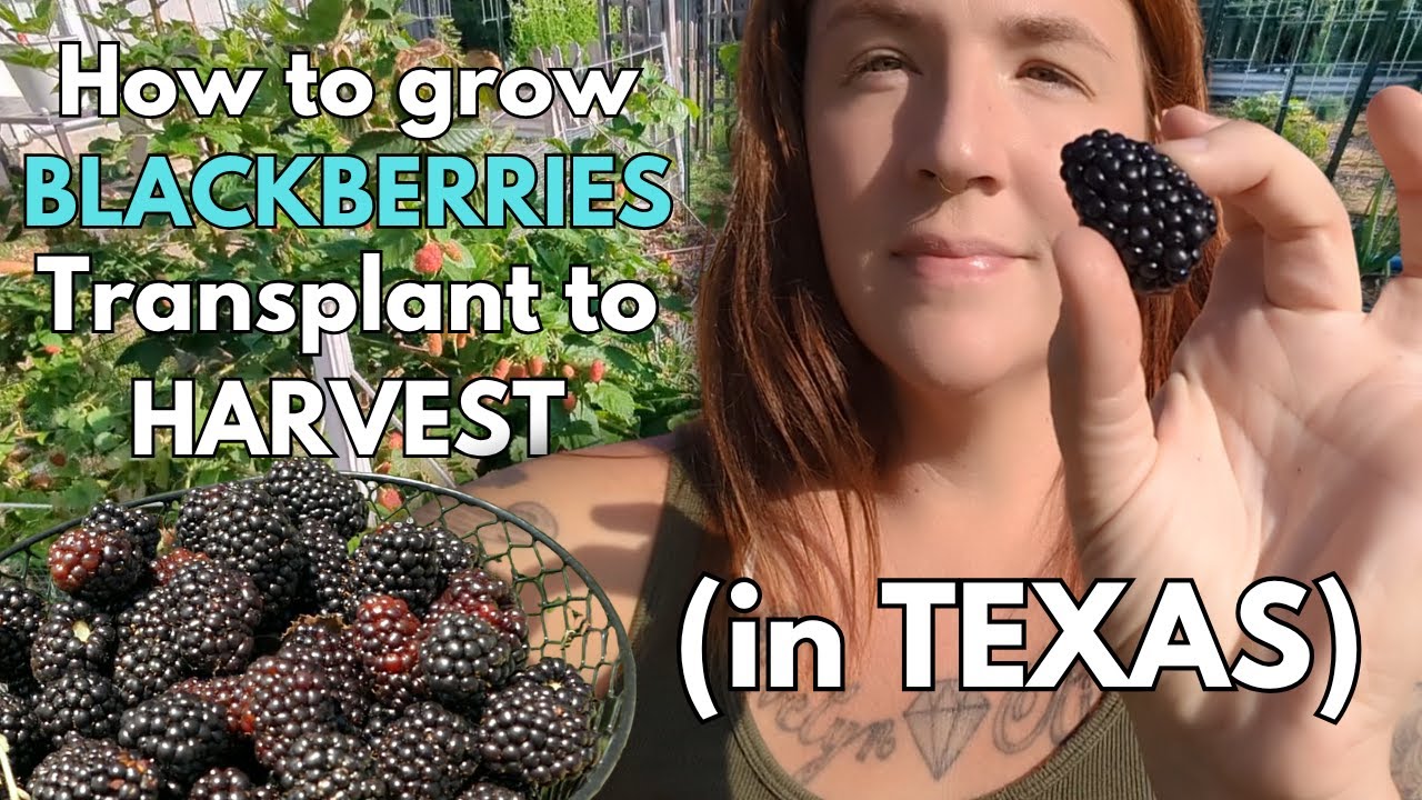 How to grow blackberries, from transplant to harvest!