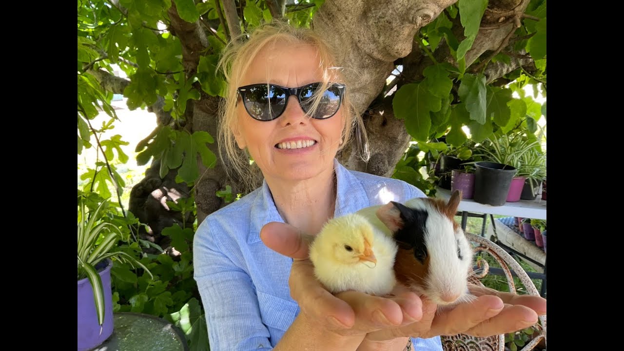 Guinea Pigs & Chickens