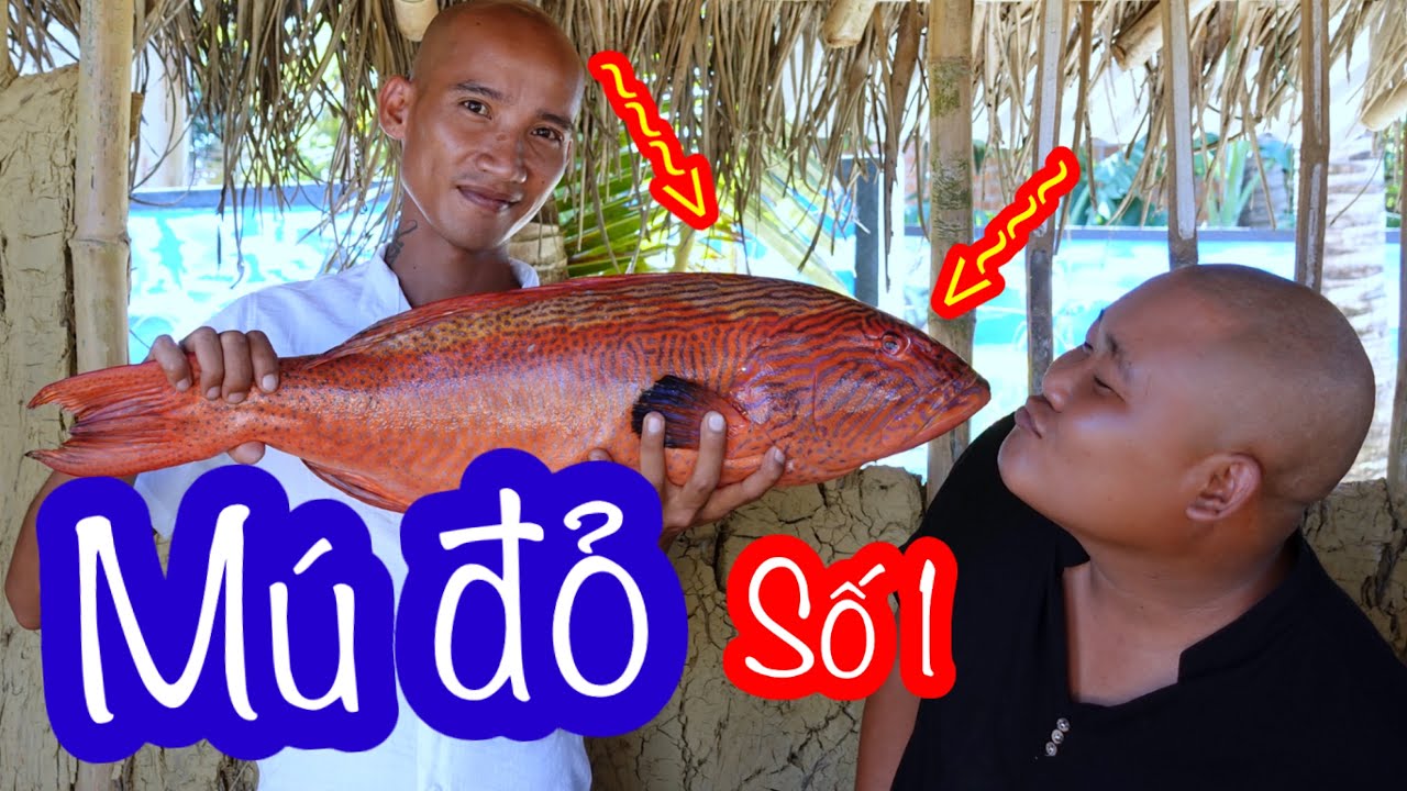 Vua Đầu Bếp Cá Mú Đỏ Siêu To | Son Duoc Vlogs